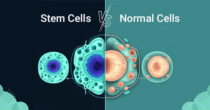 Stem Cells Vs Normal Cells