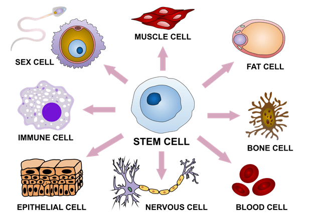 Stem Cell Therapy For Athletes