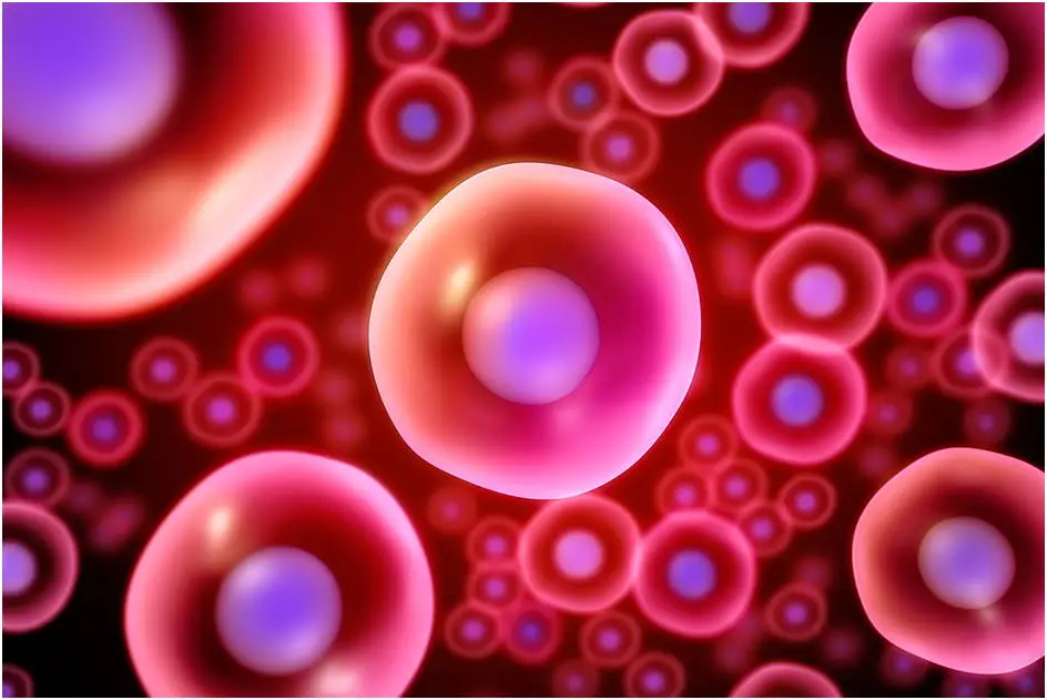 Stem Cells: Main Types, Sources, and Uses